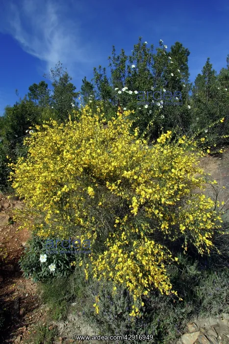 : Broom - in flower : Broom - in flower