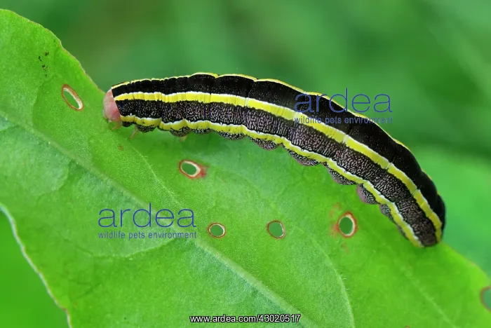 : Broom Moth Erbseneule caterpillar : Broom Moth Erbseneule caterpillar