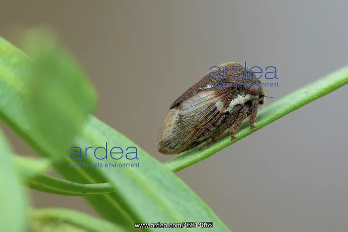 : Broom Treehopper (Gargara genistae) portrait, Marseille : Broom Treehopper (Gargara genistae) portrait, Marseille