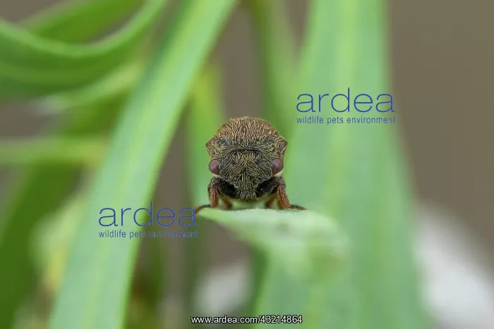 : Broom Treehopper (Gargara genistae) portrait, Marseille : Broom Treehopper (Gargara genistae) portrait, Marseille