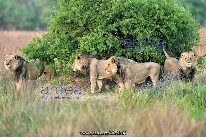 : Four brothers lions : Four brothers lions