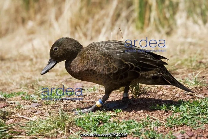 : Brow Teal / New Zealand Teal - Crtically endangered : Brow Teal / New Zealand Teal - Crtically endangered