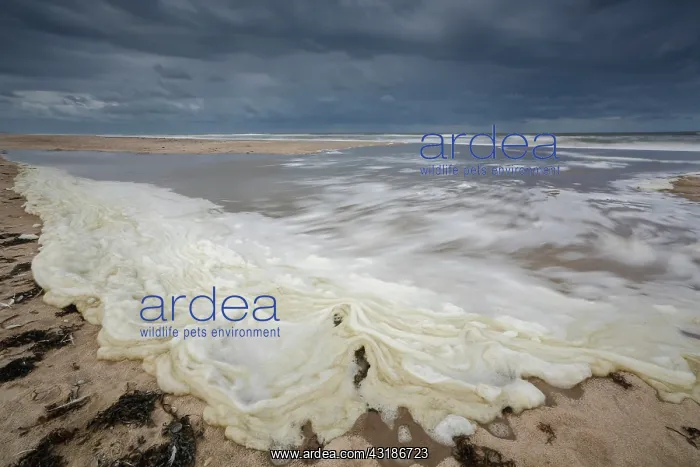 : Brown Algae : Brown Algae