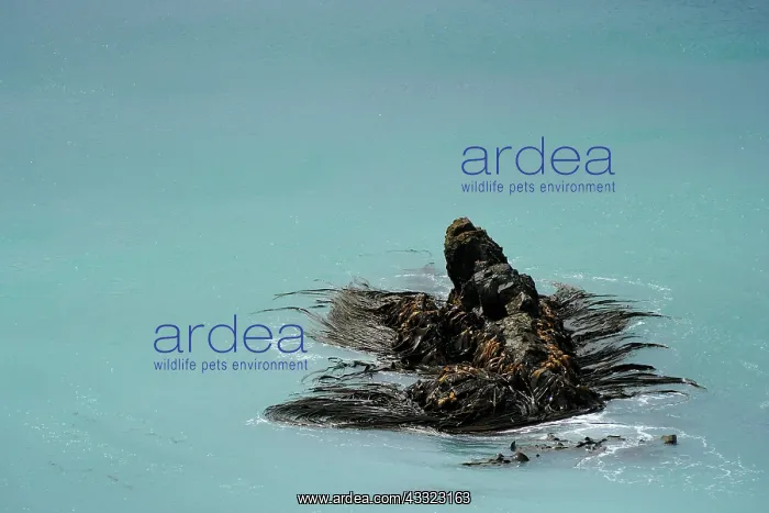 : Brown Algae : Brown Algae