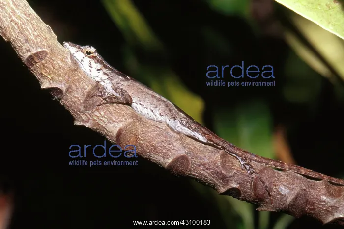 : Brown Anole : Brown Anole