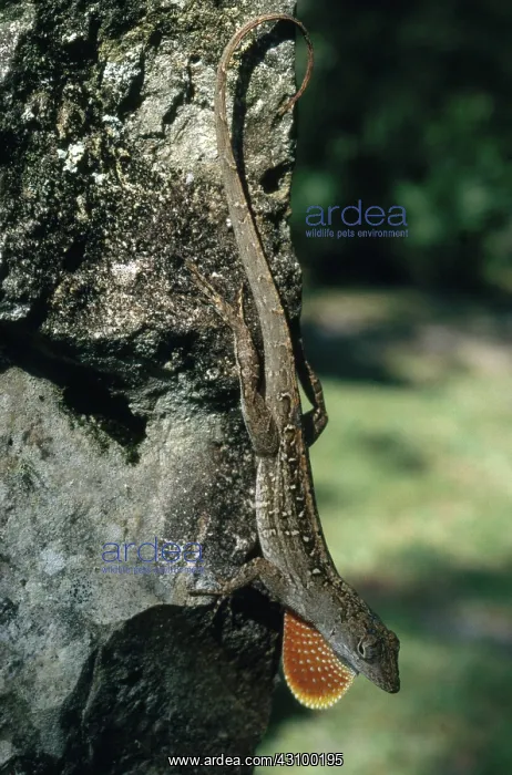 : Brown Anole : Brown Anole
