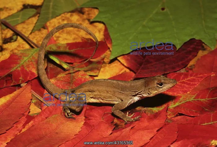 : Brown Anole : Brown Anole