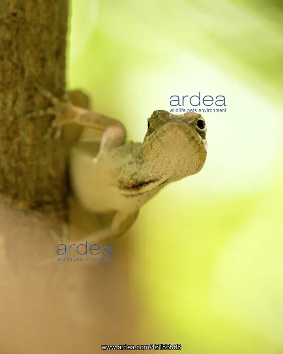 : Brown anole : Brown anole
