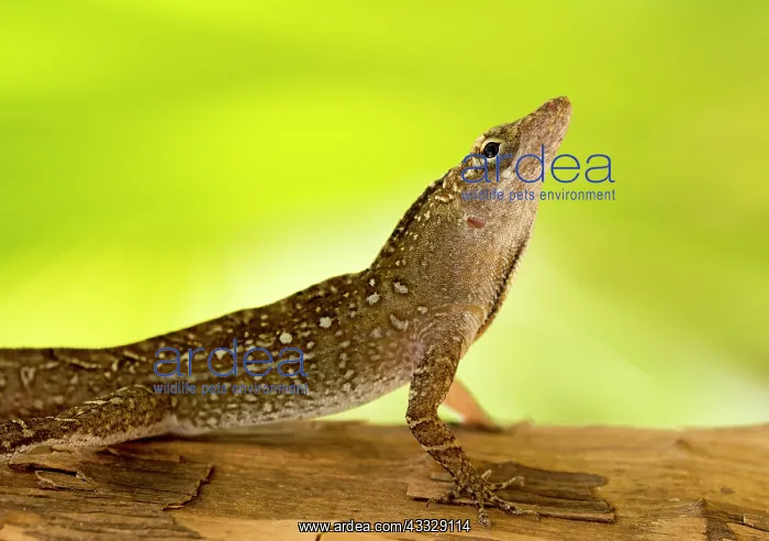 : Brown anole : Brown anole