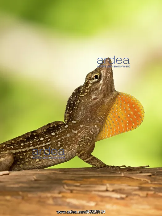 : Brown anole : Brown anole