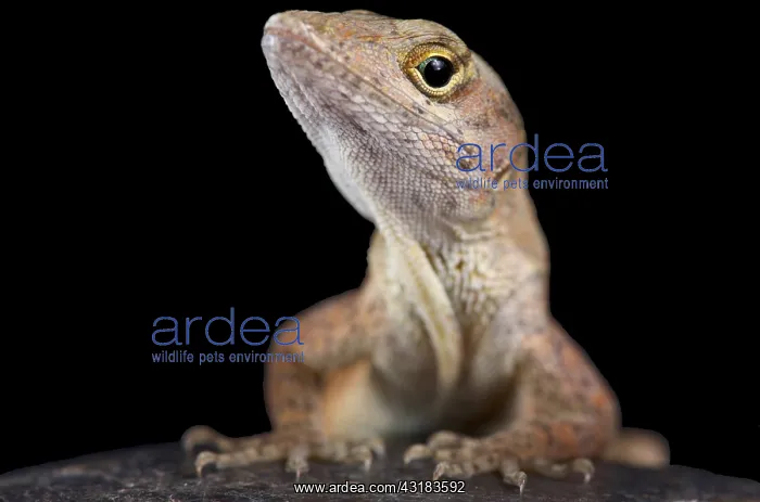 : The brown anole (Anolis sagrei) also knwon as the : The brown anole (Anolis sagrei) also knwon as the