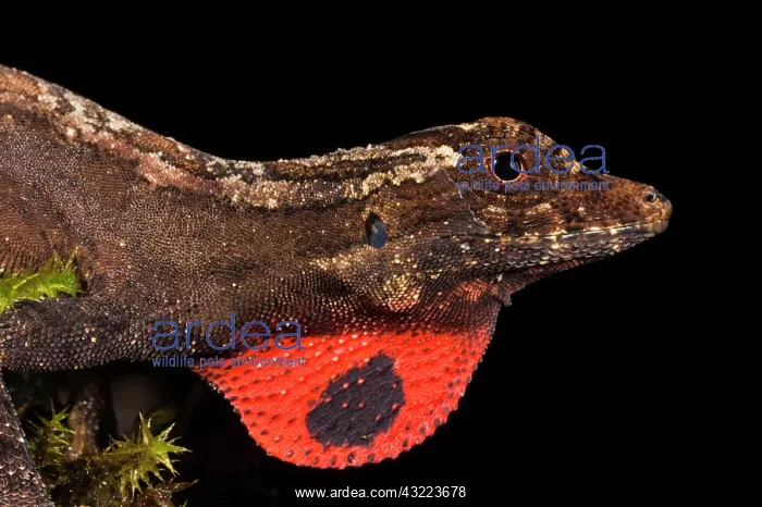 : Brown Anole Lizard, Choca Region of NW Ecuador : Brown Anole Lizard, Choca Region of NW Ecuador