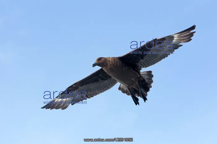 : Brown / Antarctic / Southern Great / Southern Skua : Brown / Antarctic / Southern Great / Southern Skua