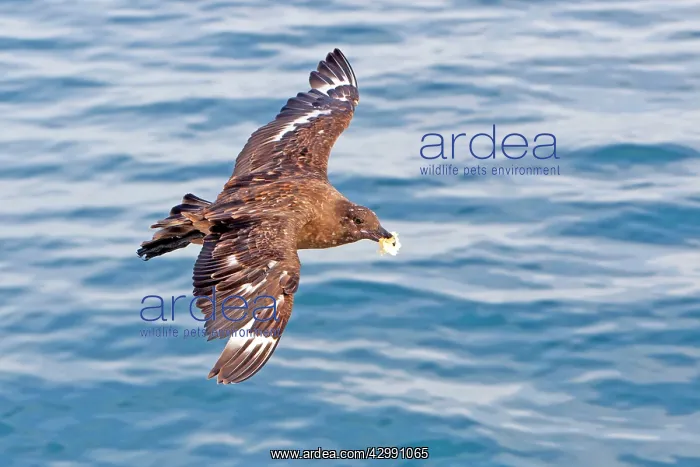 : Brown / Antarctic / Southern Great / Southern Skua : Brown / Antarctic / Southern Great / Southern Skua