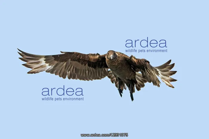 : Brown / Antarctic / Southern Great / Southern Skua : Brown / Antarctic / Southern Great / Southern Skua