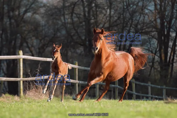 : Brown Arabian mare with foal : Brown Arabian mare with foal