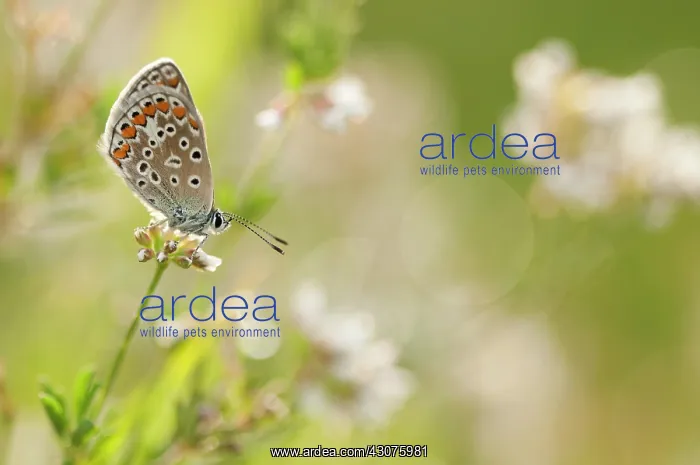 : Brown Argus : Brown Argus