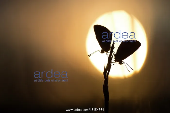 : Brown Argus : Brown Argus