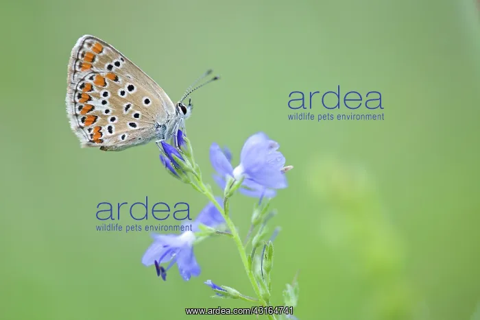 : Brown Argus : Brown Argus