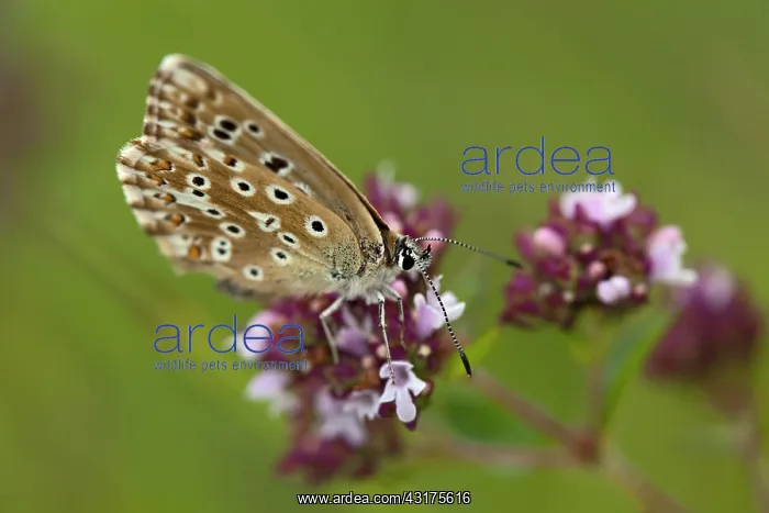 : Brown Argus : Brown Argus