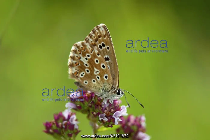 : Brown Argus : Brown Argus