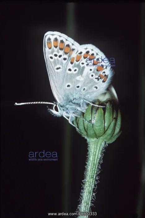 : BROWN ARGUS BUTTERFLY : BROWN ARGUS BUTTERFLY