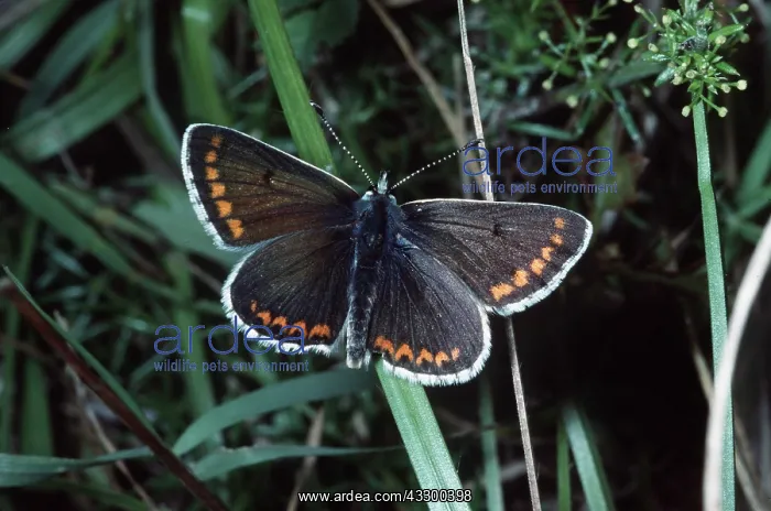 : BROWN ARGUS BUTTERFLY : BROWN ARGUS BUTTERFLY