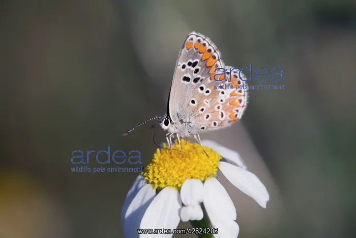 : Brown Argus Butterfly - underside of male : Brown Argus Butterfly - underside of male
