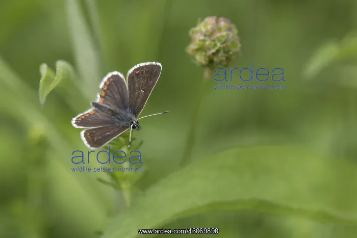  : Brown Argus Butterfly - Yorkshire - UK