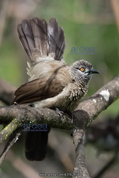 : Brown Babbler : Brown Babbler