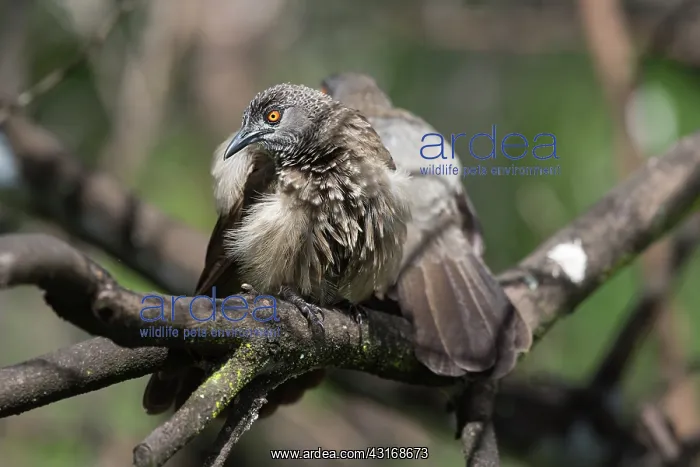 : Brown Babbler : Brown Babbler