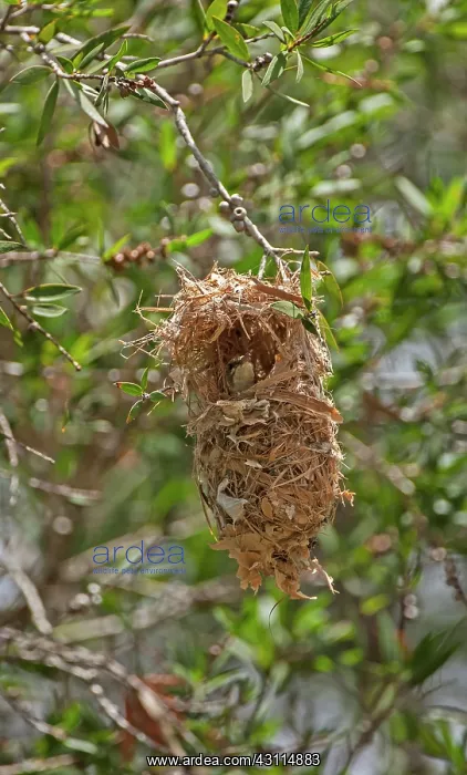 : Brown-backed Honeyeater : Brown-backed Honeyeater