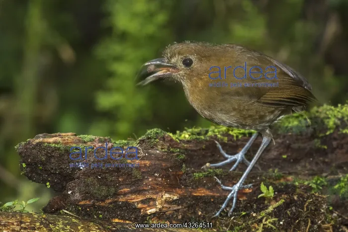 : Brown-banded Antpitta (Grallaria milleri) Rio Blanco : Brown-banded Antpitta (Grallaria milleri) Rio Blanco