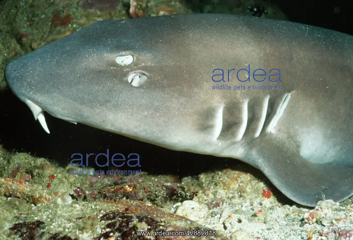 : Brown-banded Bamboo Shark : Brown-banded Bamboo Shark