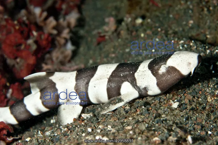 : Brown-Banded Bamboo Shark : Brown-Banded Bamboo Shark