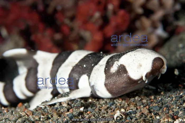 : Brown-Banded Bamboo Shark : Brown-Banded Bamboo Shark