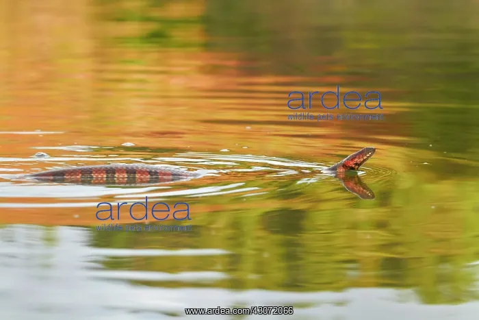 : Brown-banded water snake (Helicops angulatus, ex : Brown-banded water snake (Helicops angulatus, ex