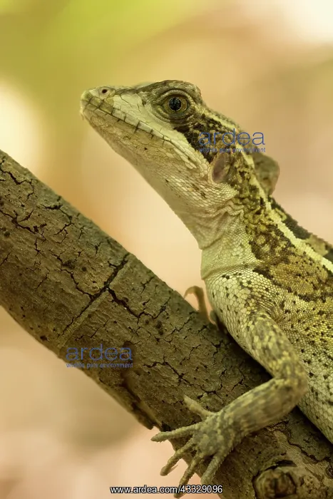 : Brown basilisk : Brown basilisk