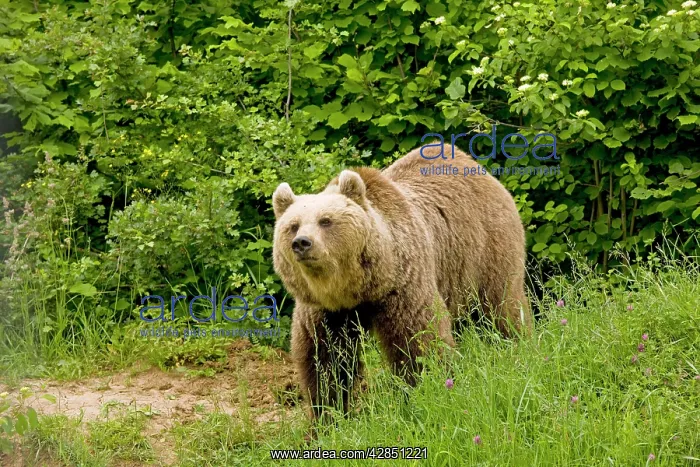 : Brown Bear : Brown Bear