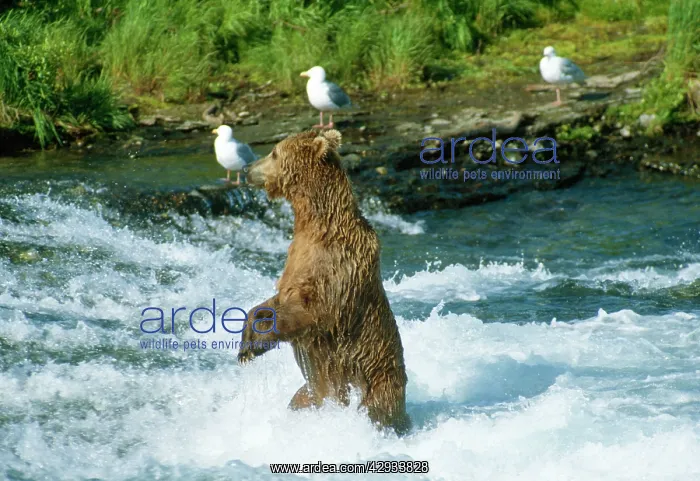 : Brown Bear : Brown Bear