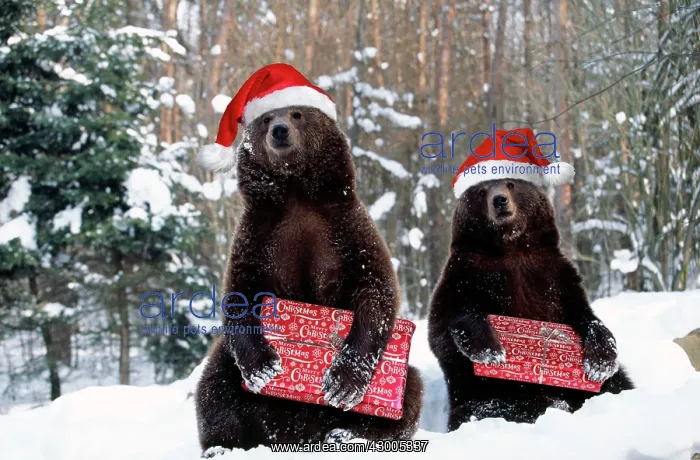 : Brown Bear : Brown Bear