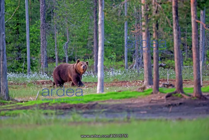  : Brown Bear