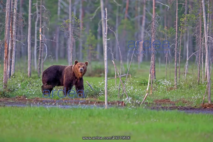  : Brown Bear