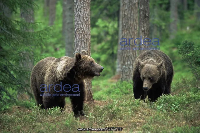 : Brown Bear