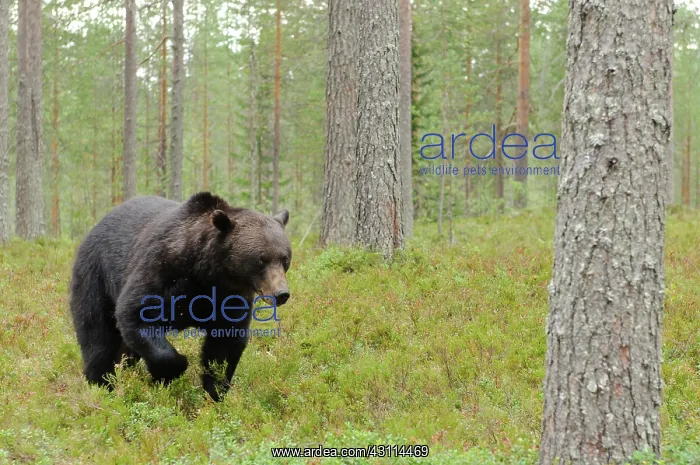 : Brown Bear : Brown Bear