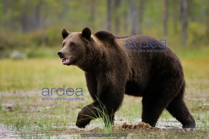 : Brown Bear : Brown Bear