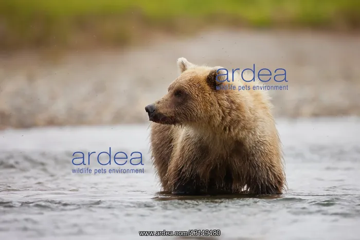 : Brown Bear : Brown Bear
