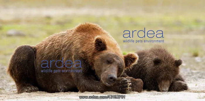  : Brown Bear