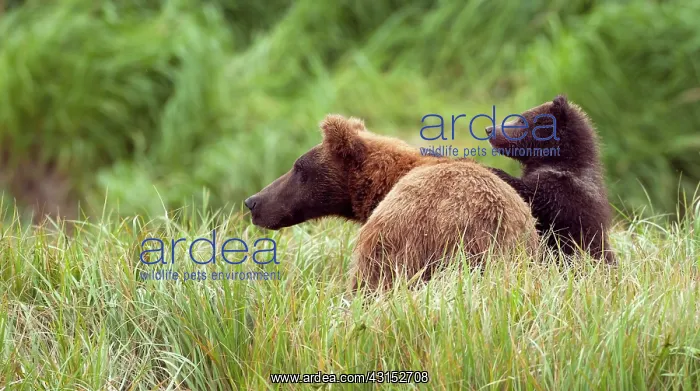  : Brown Bear