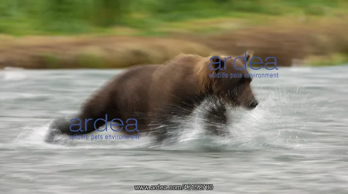 : Brown Bear : Brown Bear